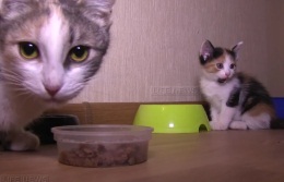 Кошка мать